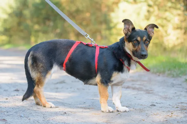 Pies do adopcji, Nowodwór, 1 października 2025 (4/5)