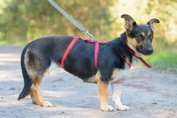 Pies do adopcji, Nowodwór, 1 października 2025 (5/5)