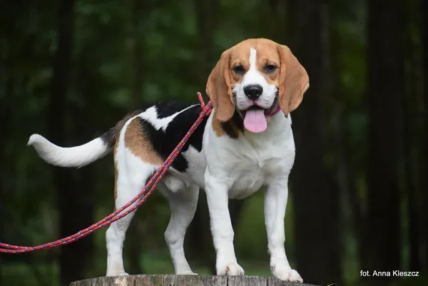 Znaleziono psa, Toruń, 19 sierpnia 2025