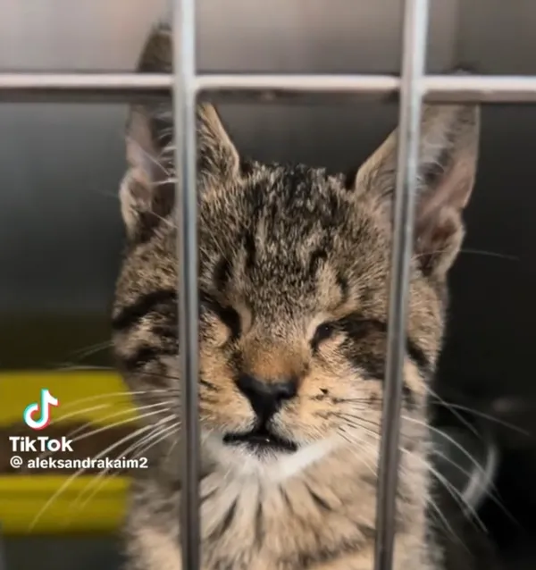 Kot do adopcji, Radom, 15 października 2025