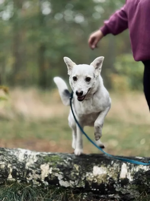 Pies do adopcji, Piła, 16 września 2025 (2/5)