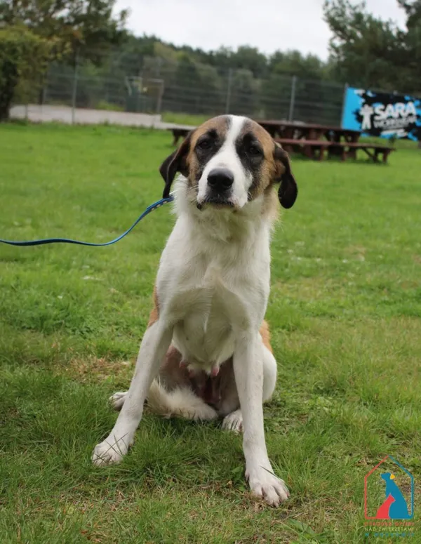 Pies do adopcji, Grudziądz, 30 września 2025