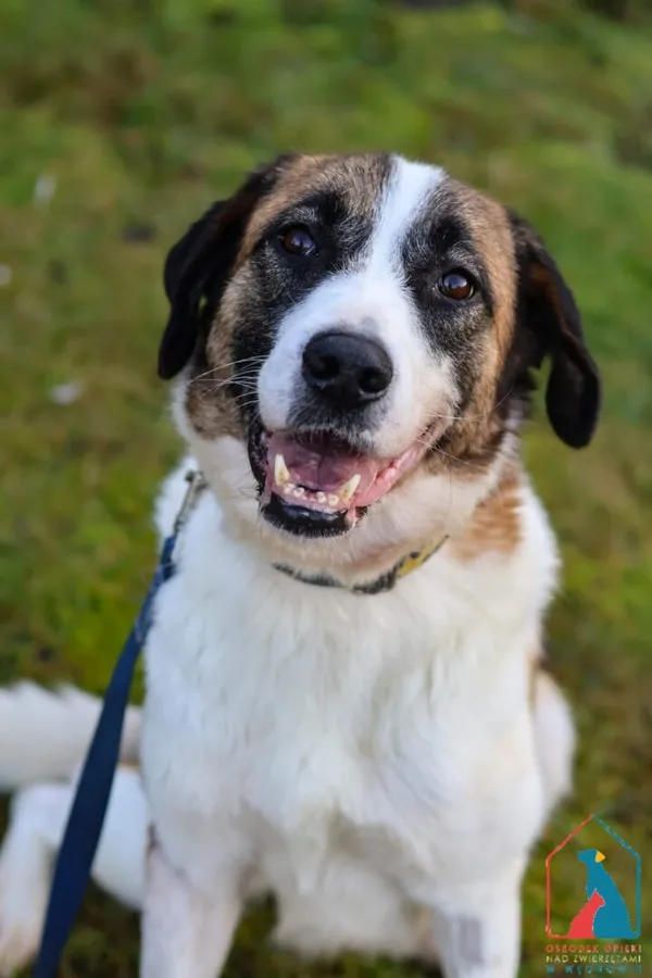 Pies do adopcji, Grudziądz, 30 września 2025 (1/5)