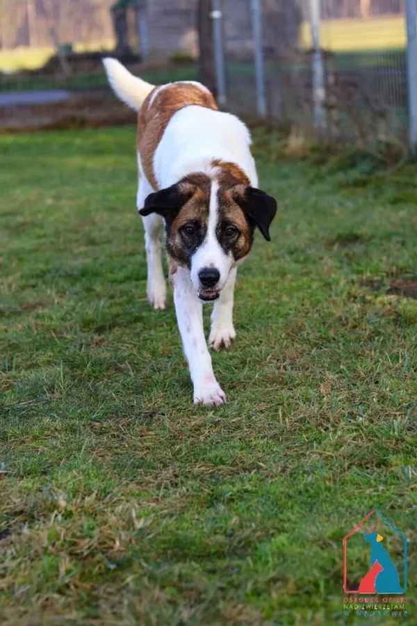 Pies do adopcji, Grudziądz, 30 września 2025 (2/5)