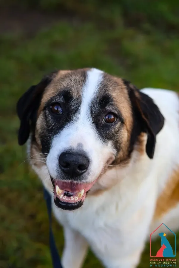 Pies do adopcji, Grudziądz, 30 września 2025 (3/5)