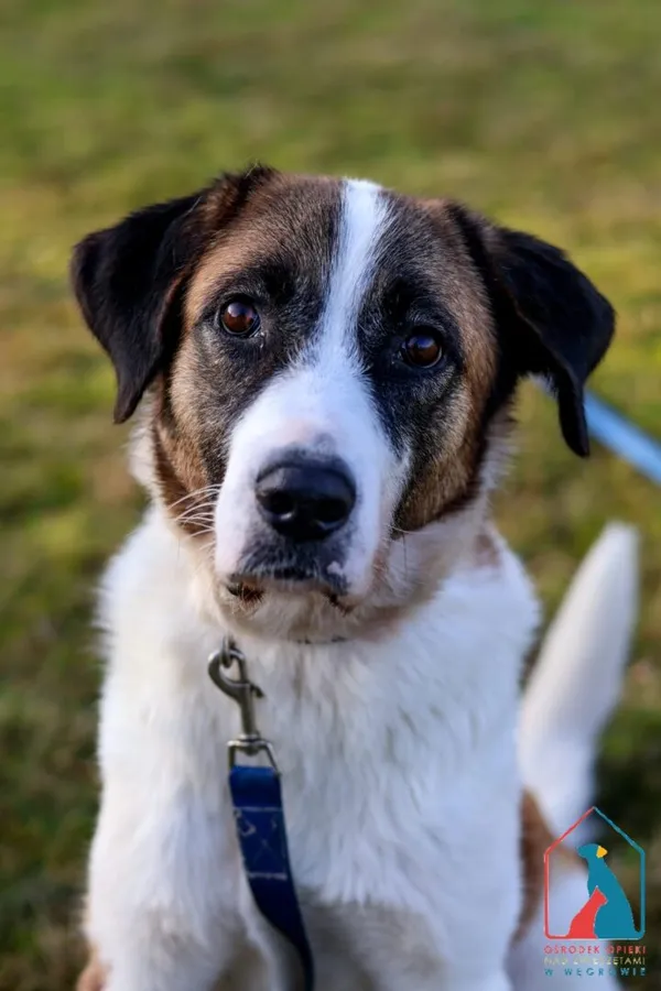 Pies do adopcji, Grudziądz, 30 września 2025 (5/5)