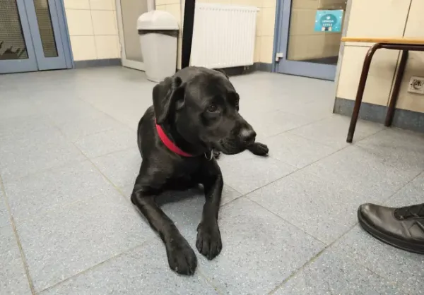 Znaleziono psa, Warszawa, 17 października 2025