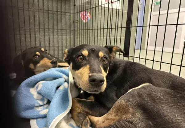 Znaleziono psa, Warszawa, 16 października 2025