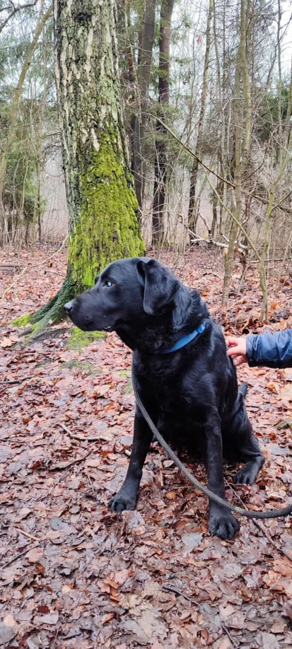 Pies do adopcji, Zgierz, 16 października 2025 (2/5)