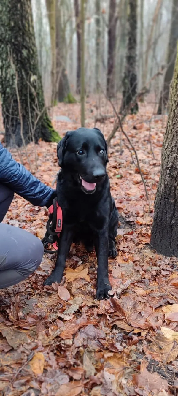 Pies do adopcji, Zgierz, 16 października 2025 (4/5)