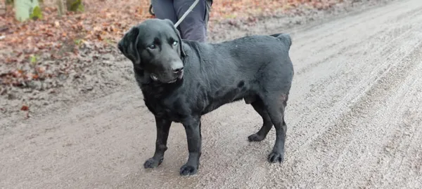 Pies do adopcji, Zgierz, 16 października 2025 (1/5)