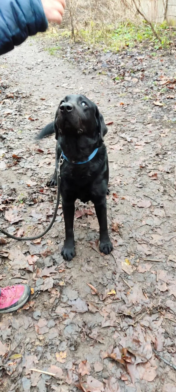 Pies do adopcji, Zgierz, 16 października 2025 (5/5)