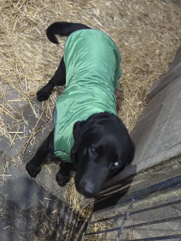 Pies do adopcji, Zgierz, 16 października 2025 (2/5)