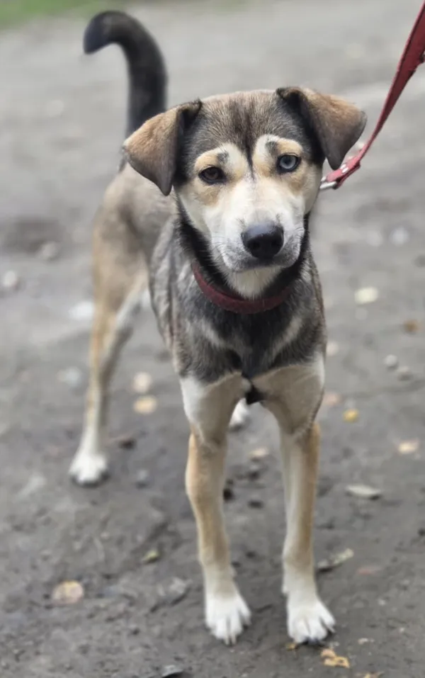 Pies do adopcji, Zgierz, 15 października 2025 (2/5)