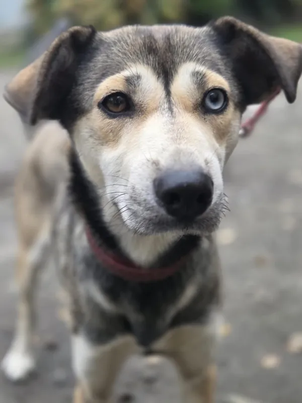 Pies do adopcji, Zgierz, 15 października 2025 (3/5)