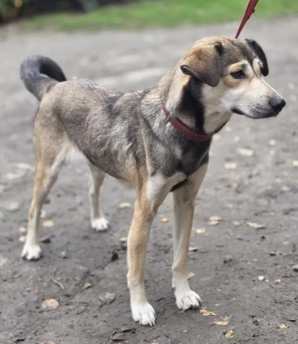 Pies do adopcji, Zgierz, 15 października 2025 (4/5)