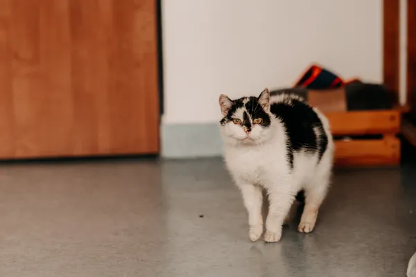 Kot do adopcji, Czartki, 17 lipca 2025 (5/5)