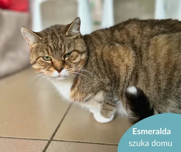 Kot do adopcji, Starogard Gdański, 15 października 2025