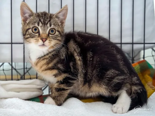 Kot do adopcji, Sopot, 14 października 2025