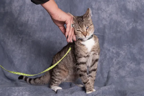 Kot do adopcji, Gdańsk, 14 października 2025