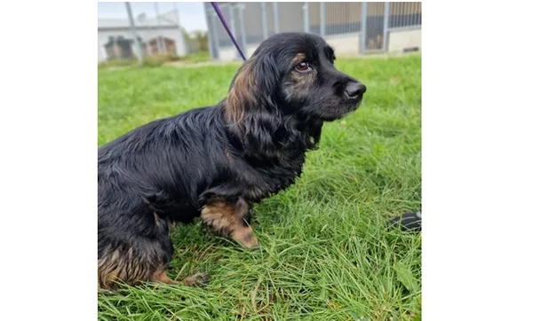 Znaleziono psa, Wrocław, 28 września 2025