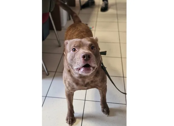 Znaleziono psa, Wrocław, 14 października 2025