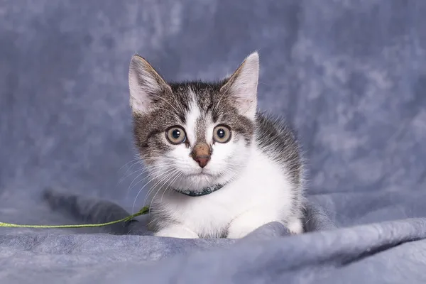 Kot do adopcji, Gdańsk, 14 października 2025