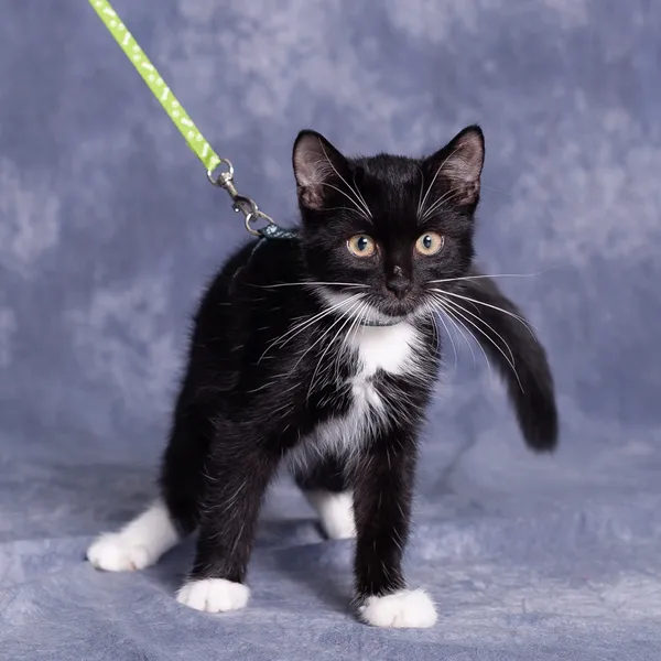 Kot do adopcji, Gdańsk, 14 października 2025