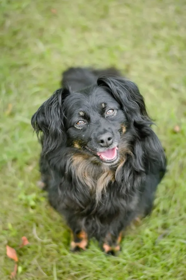 Pies do adopcji, Radom, 16 października 2025 (1/5)