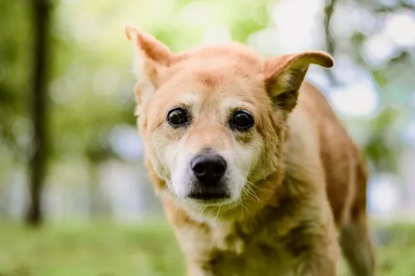 Pies do adopcji, Radom, 16 października 2025 (1/5)