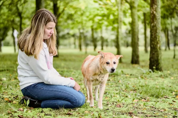 Pies do adopcji, Radom, 16 października 2025 (3/5)