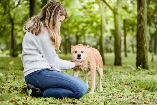 Pies do adopcji, Radom, 16 października 2025 (4/5)