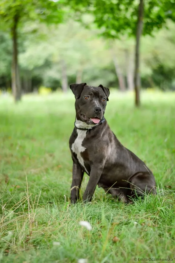 Pies do adopcji, Radom, 17 października 2025 (1/5)