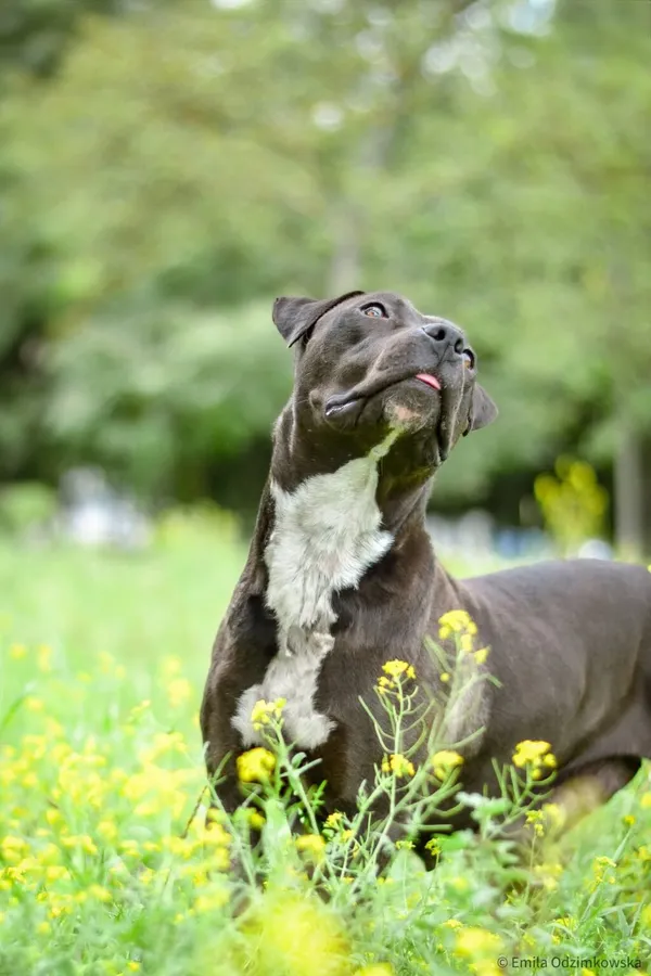 Pies do adopcji, Radom, 17 października 2025 (5/5)