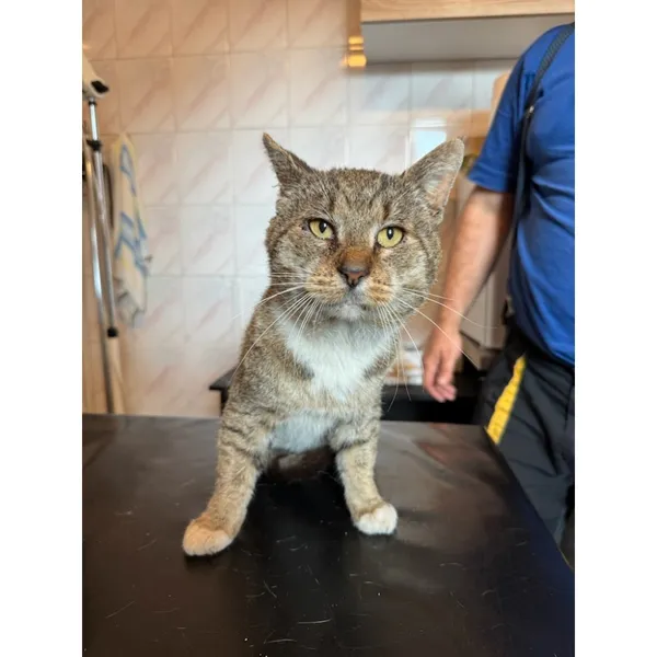 Znaleziono kota, Białystok, 3 października 2025