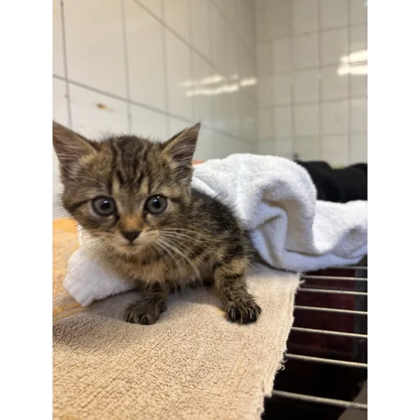 Znaleziono kota, Białystok, 27 września 2025