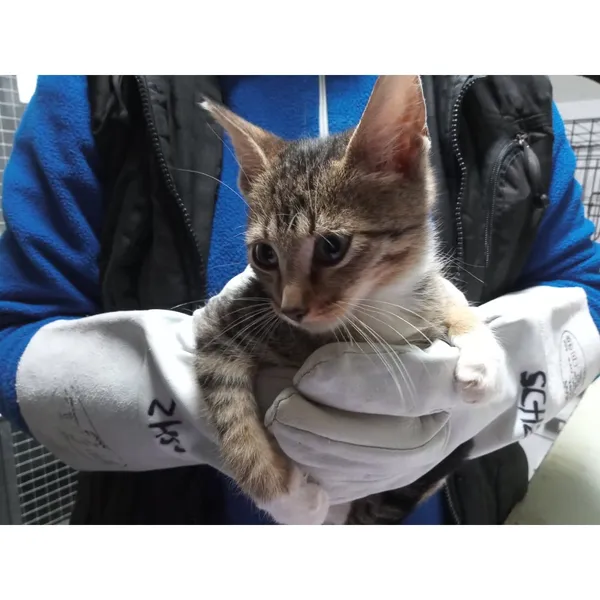 Znaleziono kota, Białystok, 13 października 2025