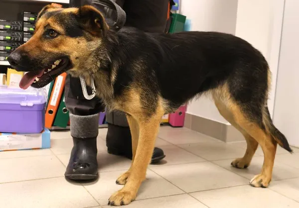 Znaleziono psa, Łódź, 16 października 2025 (1/2)