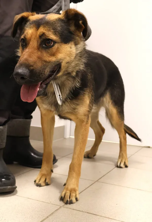 Znaleziono psa, Łódź, 16 października 2025 (2/2)