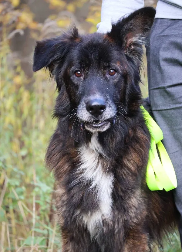 Znaleziono psa, Łódź, 13 października 2025 (4/5)