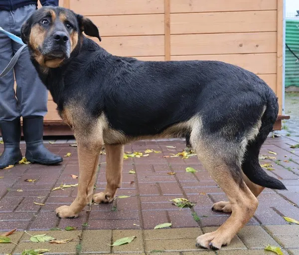 Znaleziono psa, Łódź, 13 października 2025 (1/2)