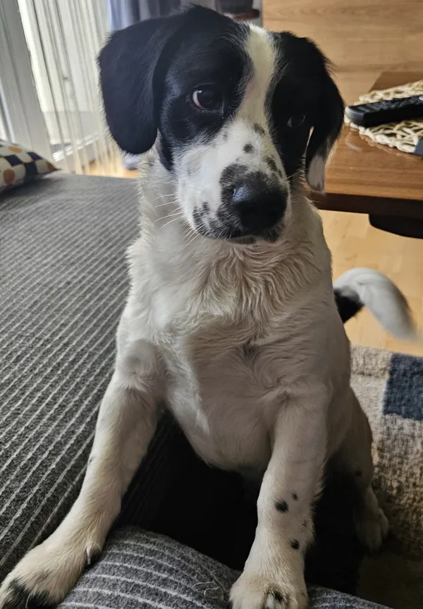 Znaleziono psa, Łódź, 15 października 2025