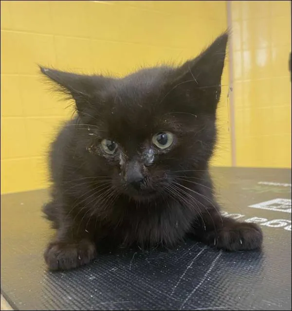 Znaleziono kota, Grudziądz, 17 października 2025