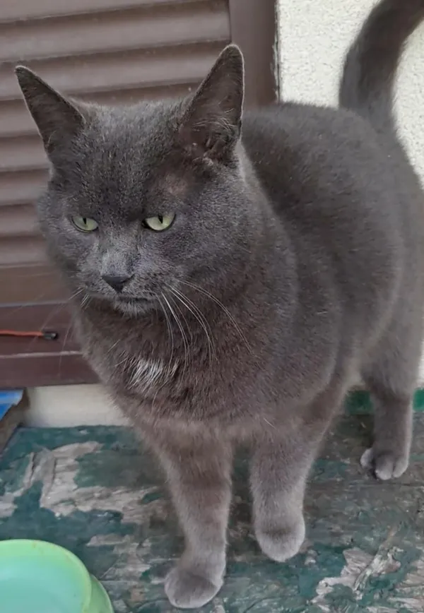 Zaginął kot, Częstochowa, Tysiąclecie, 18 października 2025 (1/4)