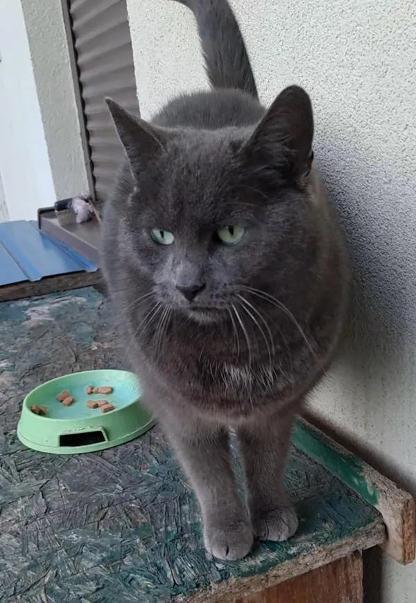 Zaginął kot, Częstochowa, Tysiąclecie, 18 października 2025 (3/4)