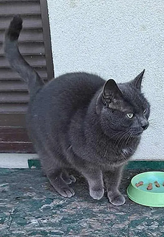 Zaginął kot, Częstochowa, Tysiąclecie, 18 października 2025 (4/4)