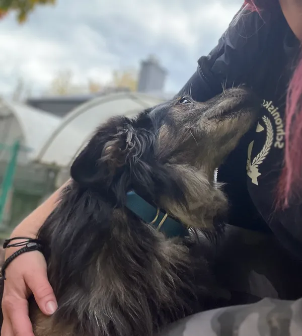 Pies do adopcji, Bydgoszcz, 18 października 2025 (1/4)