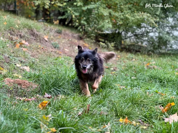 Pies do adopcji, Bydgoszcz, 18 października 2025 (2/4)