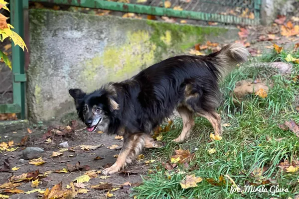 Pies do adopcji, Bydgoszcz, 18 października 2025 (3/4)