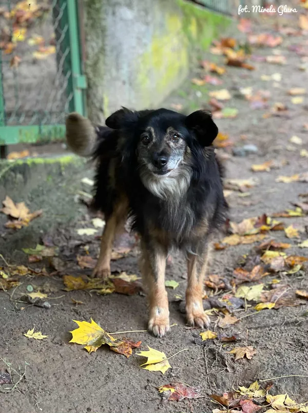 Pies do adopcji, Bydgoszcz, 18 października 2025 (4/4)